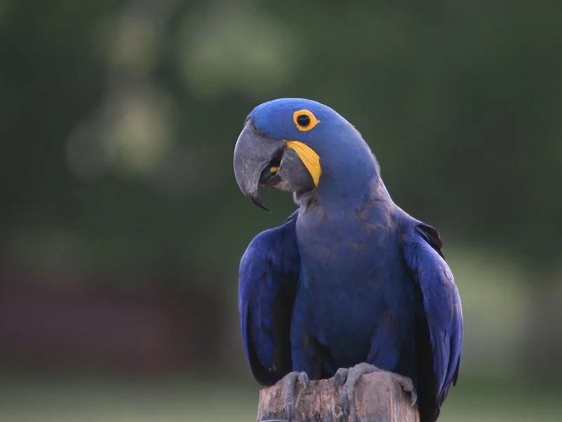Amazonie 13 (Bolivie)