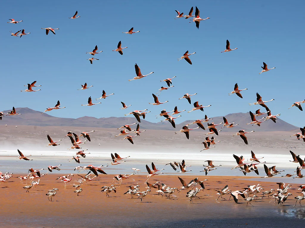 Laguna Colorada 1 — Laguna Colorada (Bolivie)