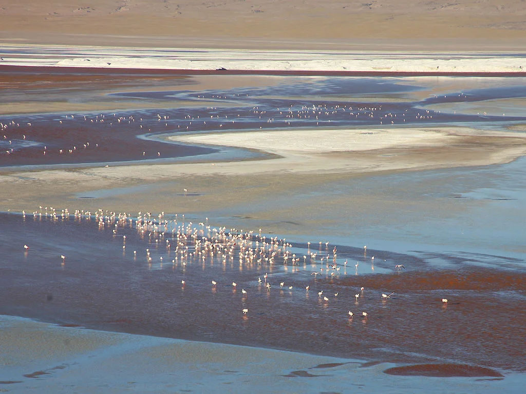 Laguna Colorada 2 — Laguna Colorada (Bolivie)