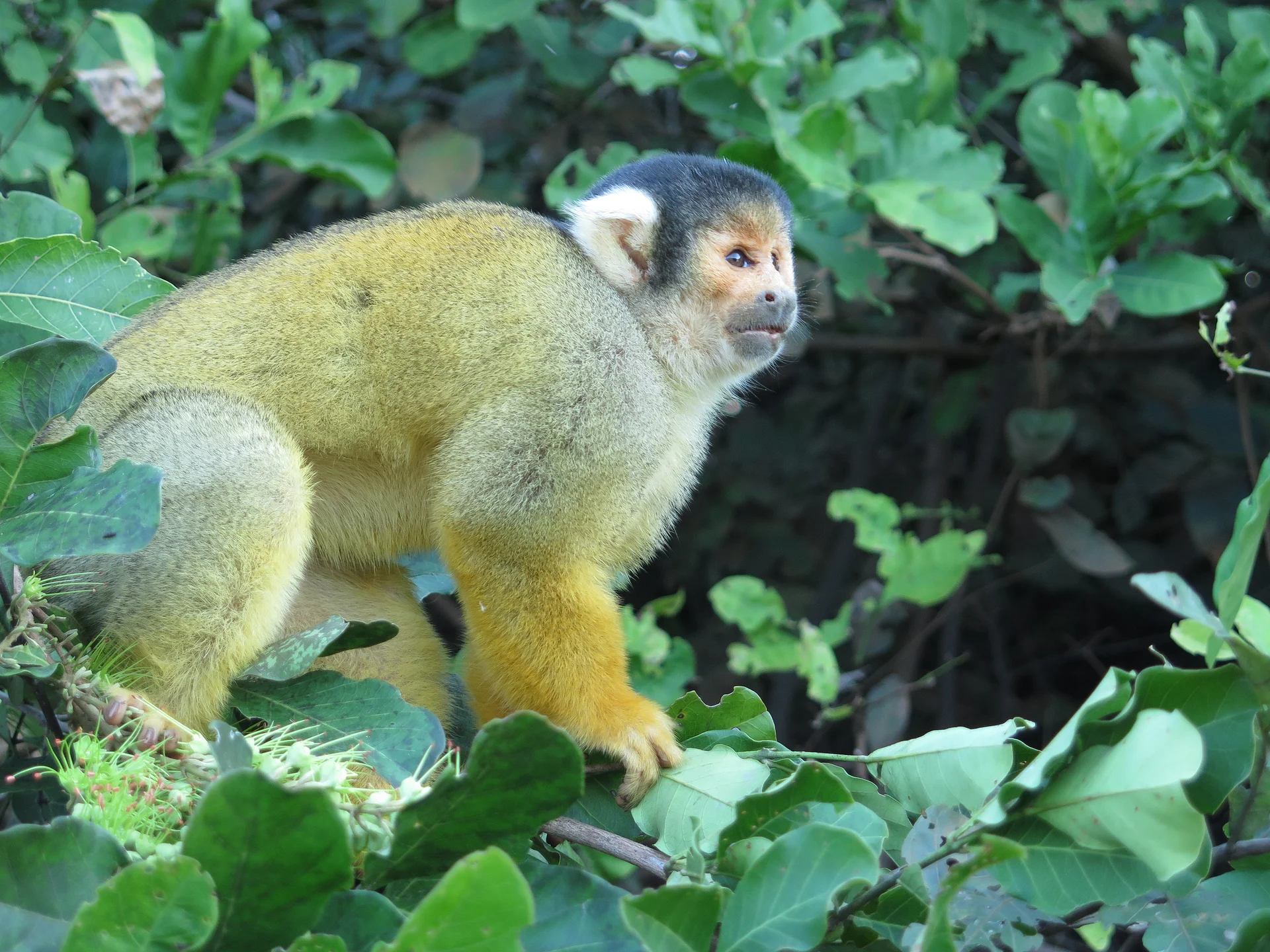 Amazonie 4 (Bolivie)