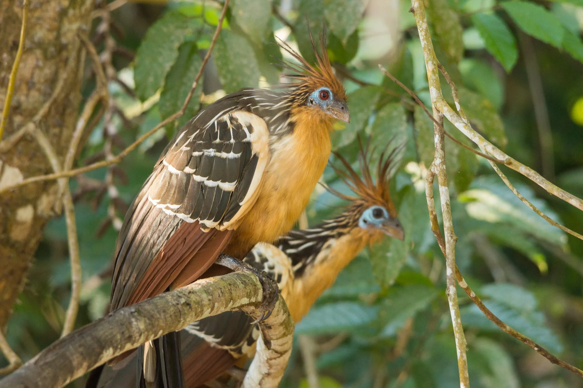 Amazonie 7 (Bolivie)