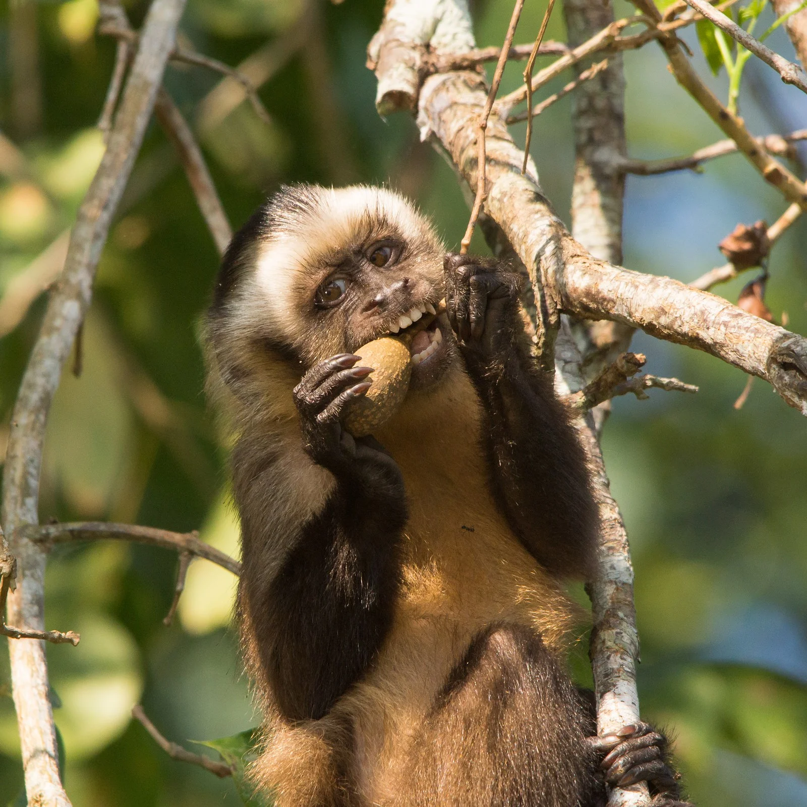 Amazonie 9 (Bolivie)