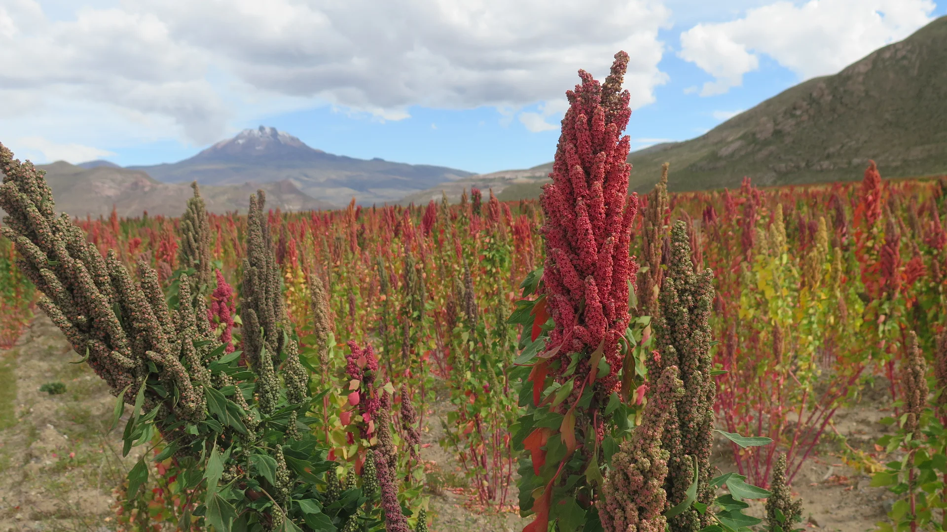 Champs Quinoa ©Thaki Voyage — Sillajhuay (Bolivie)
