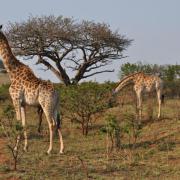 Les incontournables de la nature sud-africaine