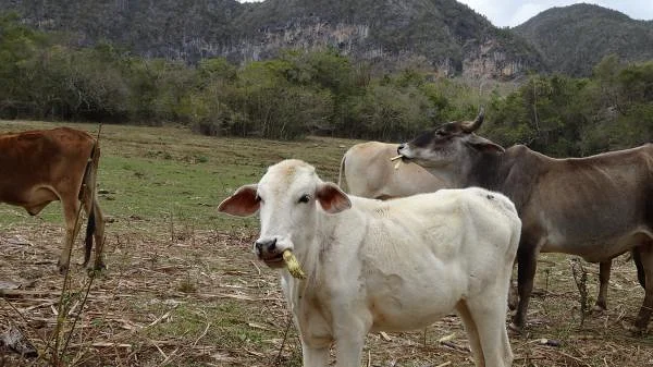 Vinales