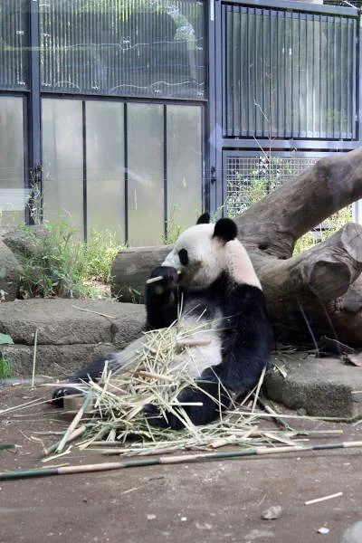 Ueno Zoo — Zoo de Ueno (Japon)