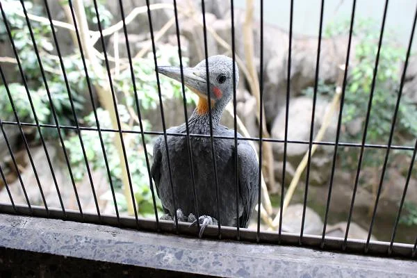 Ueno Zoo — Zoo de Ueno (Japon)