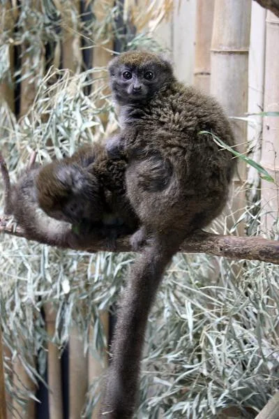 Ueno Zoo — Zoo de Ueno (Japon)