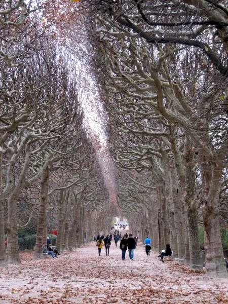 Paysage fantômatique — Jardin des Plantes de Paris (France)