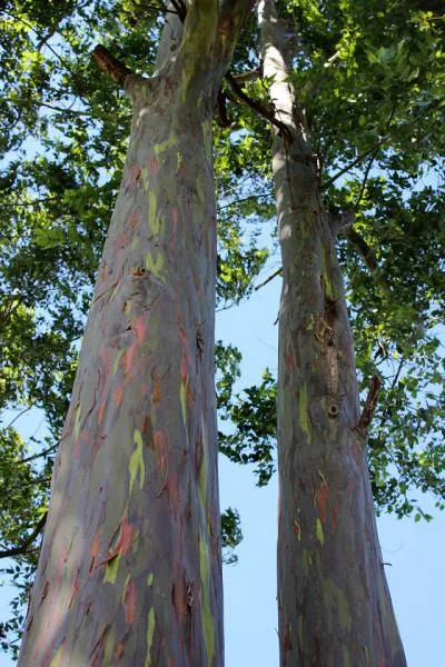 Eucalypus (Costa Rica)