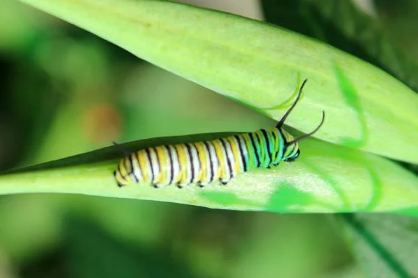 Chenille (Costa Rica)