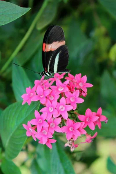 Papillon en plein repas (Costa Rica)