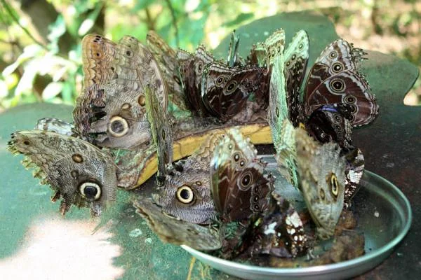 Papillon à l'apéro (Costa Rica)