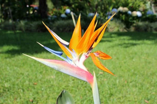 Fleur (Costa Rica)