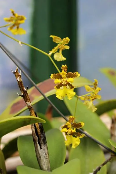 Orchidée — Monteverde (Costa Rica)
