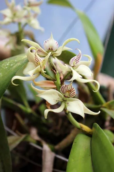 Orchidée — Monteverde (Costa Rica)