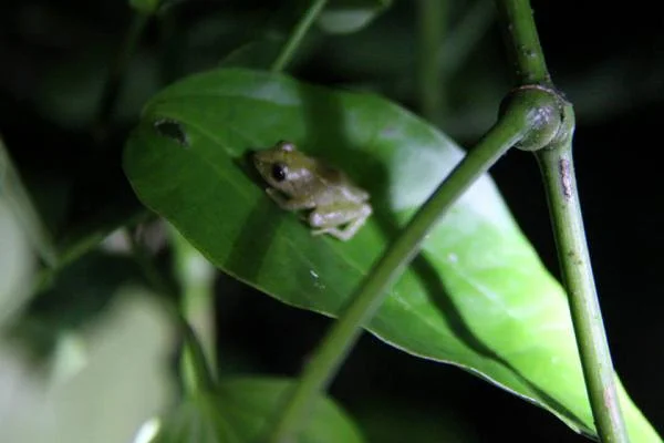 Balade nocturne — Monteverde (Costa Rica)
