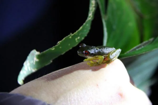 Balade nocturne — Monteverde (Costa Rica)