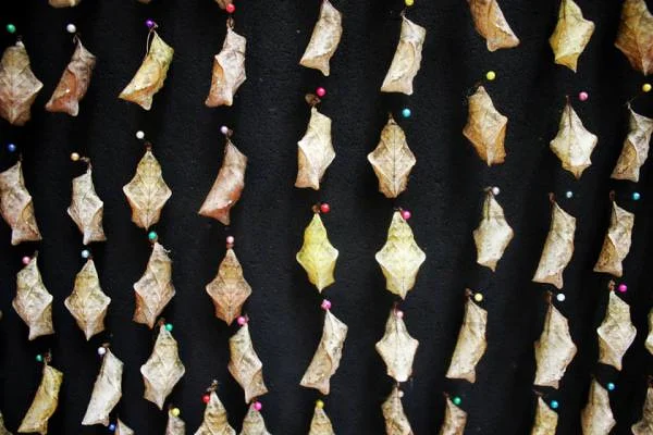Chrysalides de papillons — Monteverde (Costa Rica)