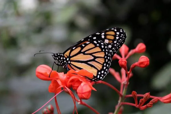 Papillon Monarque — Monteverde (Costa Rica)