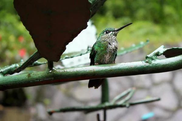 Colibri — Monteverde (Costa Rica)