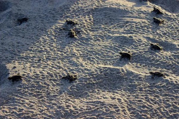 Playa Montezuma — Montezuma (Costa Rica)