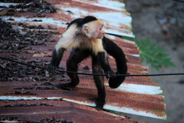 Singe capucin — Montezuma (Costa Rica)