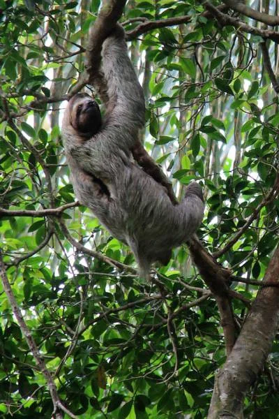 Paresseux — Parc National Manuel Antonio (Costa Rica)