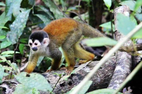 Squirrel Monkey (Costa Rica)