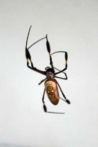 Grosse araignée (Costa Rica)