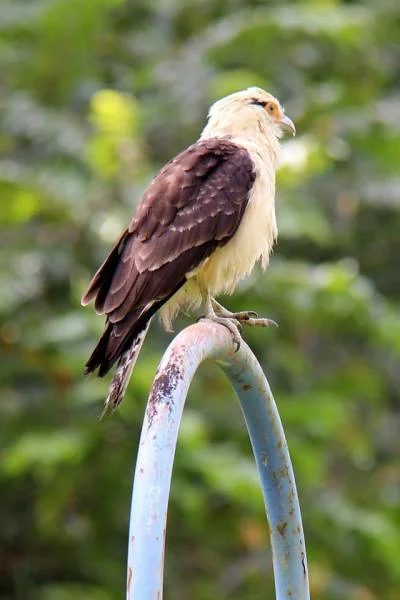 Une sorte d'aigle (Costa Rica)