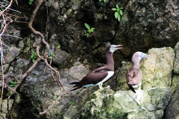 Oiseaux (Costa Rica)