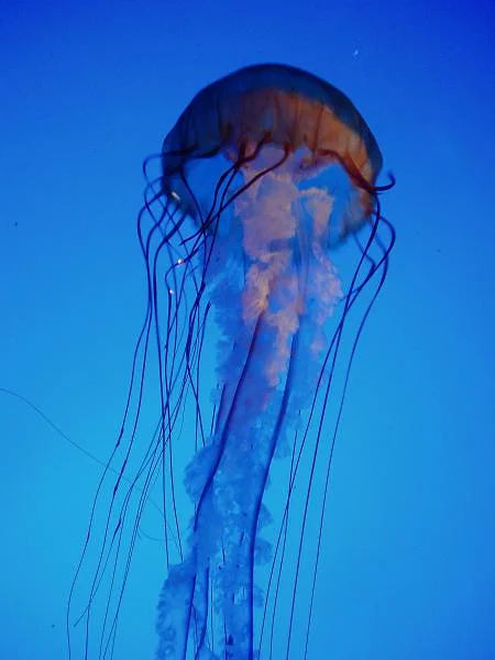 Aquarium — Boston (Etats-Unis)