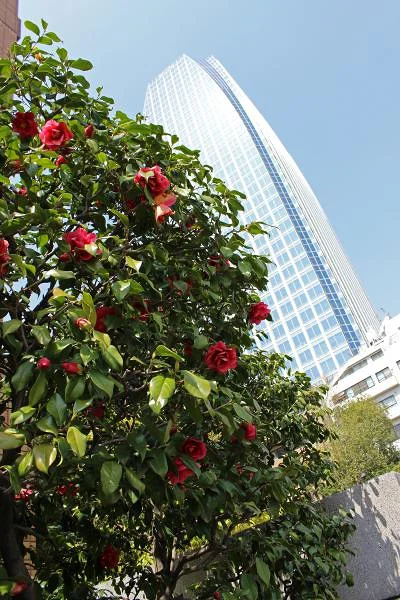Nature & Gratte-Ciel — Tokyo (Japon)
