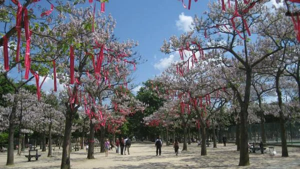 Du rose dans les arbres — Jardin du Luxembourg (France)