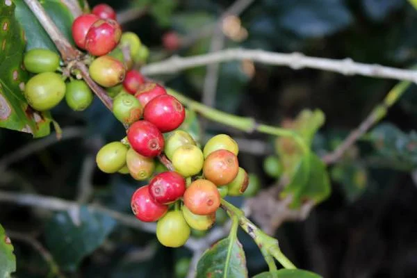 Fruits (Costa Rica)