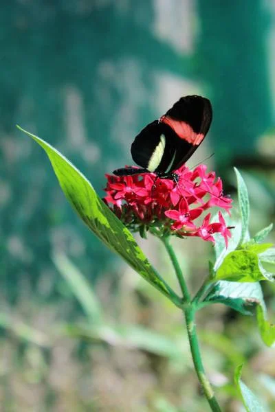 Serre à papillons de Doka (Costa Rica)