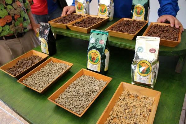 Plantation de café Doka (Costa Rica)