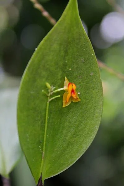 Orchidée — Monteverde (Costa Rica)