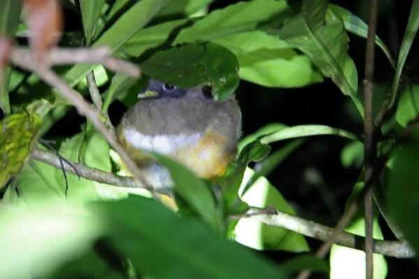 Balade nocturne — Monteverde (Costa Rica)