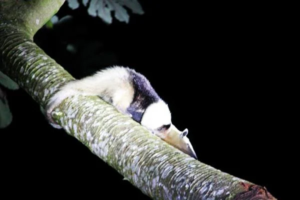 Balade nocturne — Monteverde (Costa Rica)
