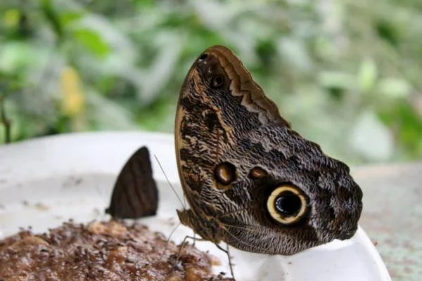 Papillon avec trompe oeil — Monteverde (Costa Rica)