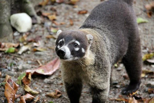 Coati — Réserve naturelle de Cabo Blanco (Costa Rica)