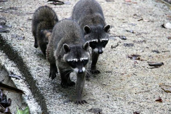 Famille de ratons-laveurs — Parc National Manuel Antonio (Costa Rica)