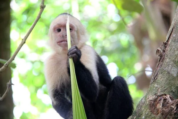 Capucin — Parc National Manuel Antonio (Costa Rica)