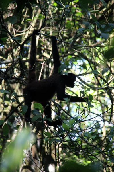 Spider Monkey (Costa Rica)