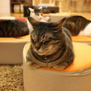 Neko Cafe du Japon VS Café des Chats de Paris