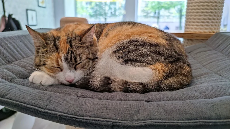 Neko Cafe du Japon VS Café des Chats de Paris