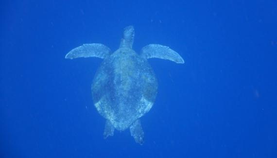Tortue de mer