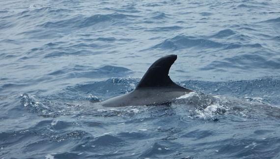 Des dauphins !